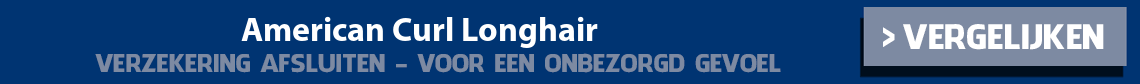 dierenverzekering-american-curl-longhair
