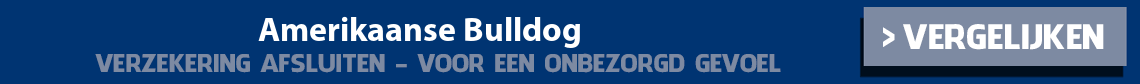 dierenverzekering-amerikaanse-bulldog