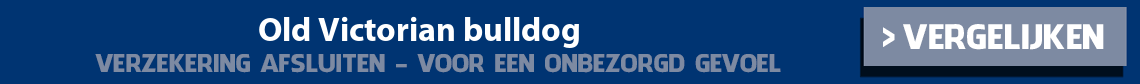 dierenverzekering-old-victorian-bulldog