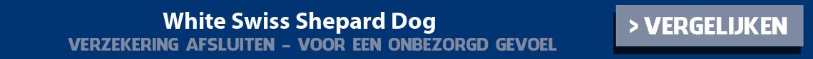 dierenverzekering-white-swiss-shepard-dog